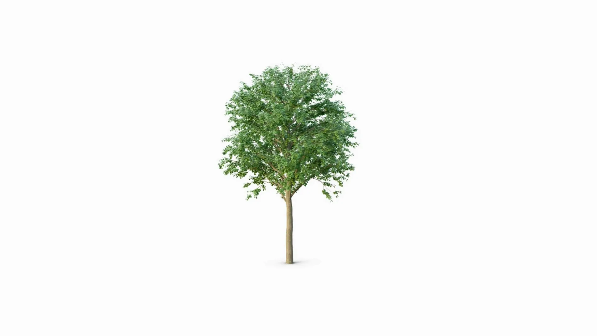 A mahogany tree